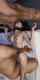 threesome deepthroat rough