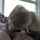 camgirl amateur ass