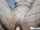 camgirl amateur solo
