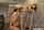 jav japanese black hair