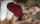 blonde blowjob couple