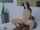 blacked bikini interracial