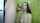 amateur camgirl brunette