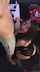 blowjob brunette amateur