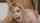 blonde doggy advertisement
