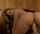 cowgirl ass riding