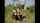 outside double penetration gangbang