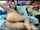 amateur model pussy