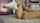 camgirl brunette teen