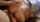 doggystyle pov jav