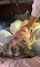 deepthroat blonde blowjob