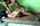 asian homemade hard