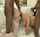 stockings spitroast interracial