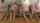 double penetration orgy jav