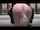 buttplug tail domination public