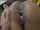 ebony black fuck