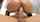 anal riding stockings