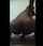 ebony dildo masturbating