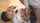 jav asian uncensored