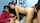 camgirl cam girl threesome