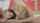 threesome brunette blonde