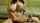 camgirl brunette big titis
