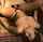 vintage hairy pussy