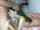 deepthroat amateur interracial