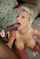 cougar milf bbc