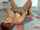 anal latina putishorts
