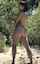 petite ass white