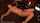 jav japanese orgasm