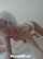 asian white hair teen