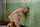 solo dildo masturbation