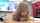 asian jav blonde