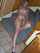 blonde hairy teen