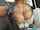 bukkake blonde big tits
