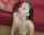 pornstar cum white