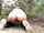 camgirl amateur outdoor