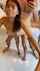 thai bwc standing doggy
