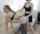 camgirl kissing white