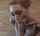 redhead blowjob lingerie