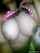 camgirl bigtits hot