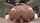 bangbros big ass oiled