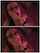 camgirl brazzers reality kings