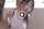 asian amateur straight