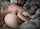 amateur daughter dad
