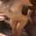 camgirl brazzers ebony