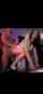 black cock brunette party