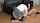 asian jav japanese cute
